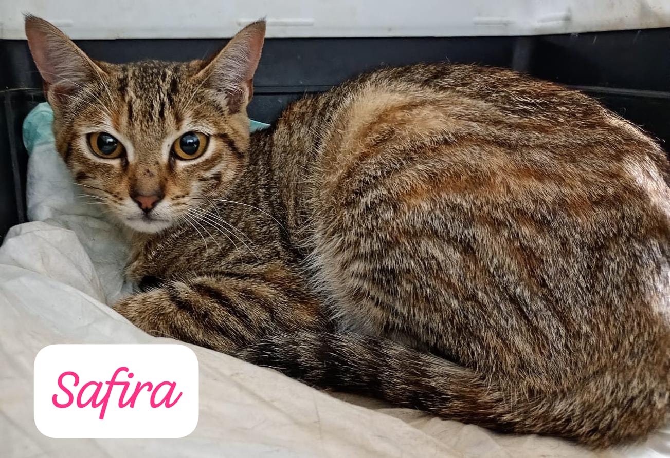 SAFIRA